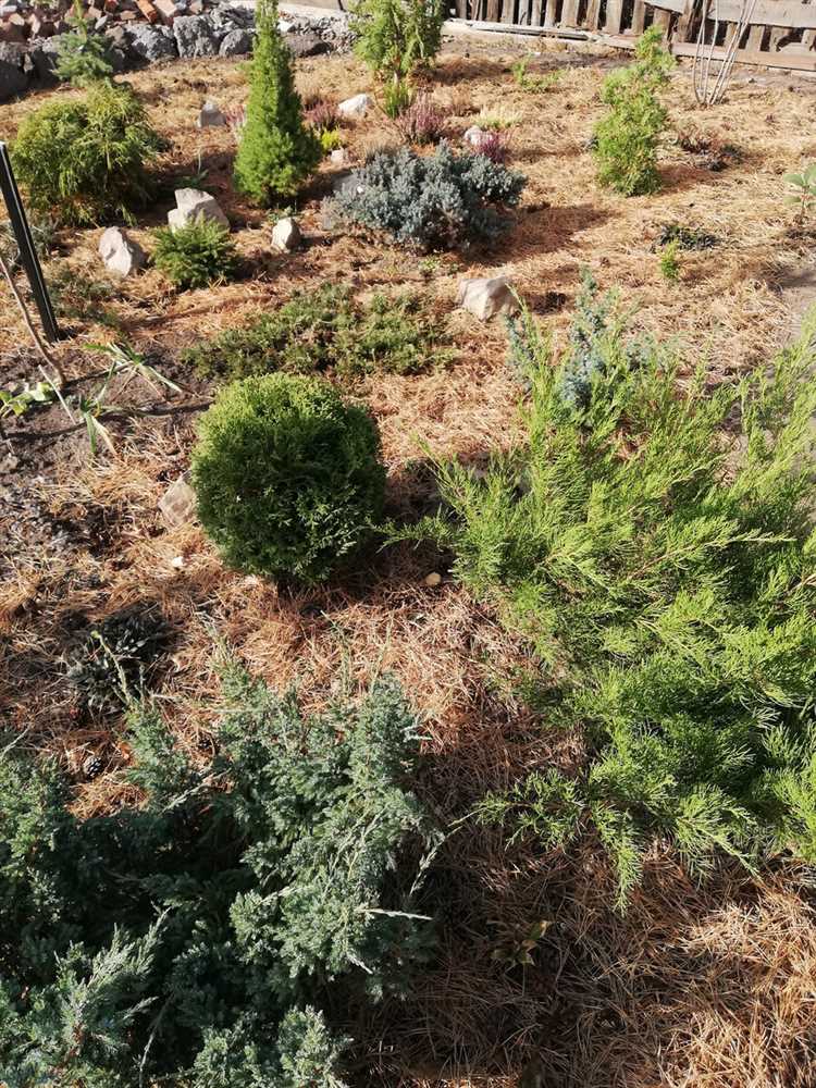 Роль температуры почвы и воздуха при пересадке хвойных