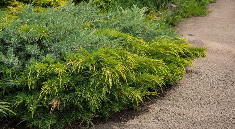 Когда лучше пересаживать хвойные на новое место Когда лучше пересаживать хвойные на новое место