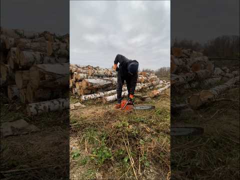 Когда заканчивается сокодвижение у березы и почему это важно