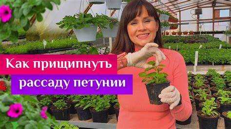 Ошибки при выборе времени прищипки и их последствия