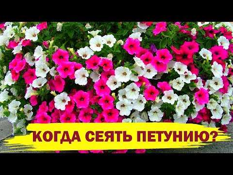 Оптимальный возраст и стадия развития петунии для первой прищипки