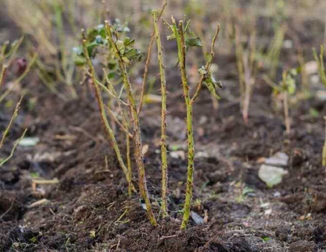 В какие сроки опрыскивать деревья в фазе зеленого конуса