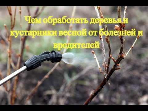 Обработка сада в период розового бутона: зачем и когда