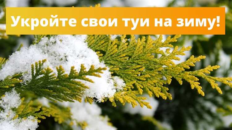 Чем грозит преждевременное снятие укрытия с туи