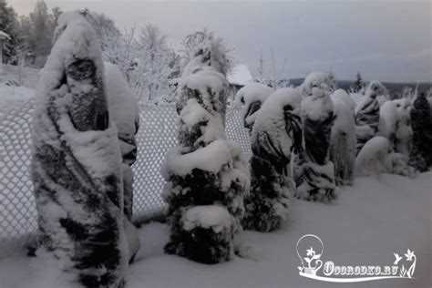 Как определить, что туя вышла из состояния покоя