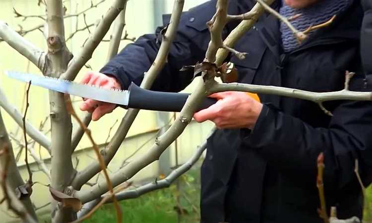 Организация и правила утилизации веток в городской среде