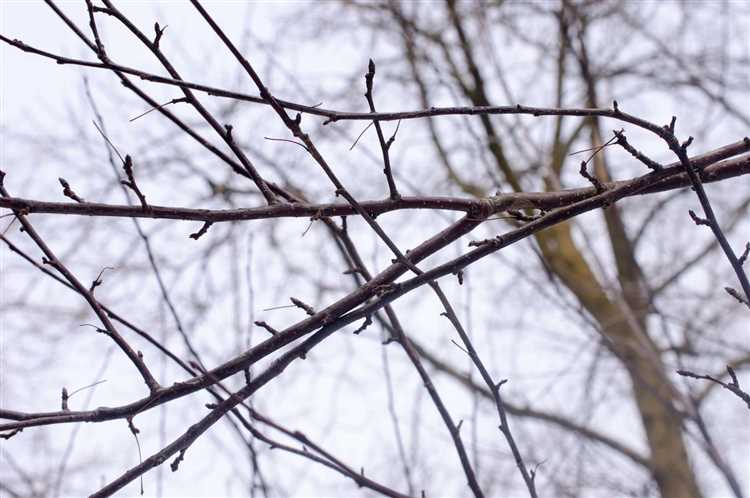 undefinedИзгороди и заборчики:</strong> Соединяя ветки горизонтально и вертикально, создают простые ограждения для клумб или дорожек. Для скрепления используют натуральную проволоку или вязальную нить, устойчивую к атмосферным условиям.»></p>
<p><strong>Подставки и опоры для растений:</strong> Толстые ветки распиливают на нужные длины и собирают в пирамидальные или шатровые конструкции для поддержки растений, таких как фасоль или горох. Опоры рекомендуют обрабатывать антисептиком для защиты от гниения.</p>
<p><strong>Садовые скульптуры и фигуры:</strong> Несложные фигуры (например, птицы или животные) собирают из скреплённых веток с помощью металлических скоб или клея для дерева. Важно соблюдать баланс, чтобы изделия стояли устойчиво.</p>
<p><strong>Кашпо и корзины:</strong> Тонкие веточки переплетают для создания декоративных кашпо. Готовые изделия рекомендуется покрывать водоотталкивающим лаком, чтобы увеличить срок службы.</p>
<p>Для защиты декоративных элементов от влаги и насекомых применяют натуральные масла (например, льняное) или специальные садовые пропитки, наносимые тонким слоем. Рекомендуется регулярно осматривать конструкции и при необходимости обновлять пропитку.</p>
<h2>Как безопасно хранить и транспортировать ветки после обрезки</h2>
<p><img decoding=