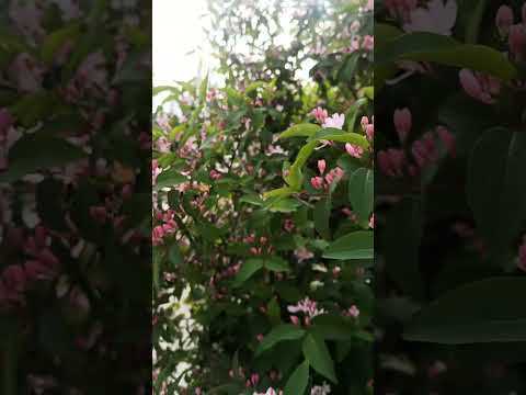 Куст с белыми шарами как называется