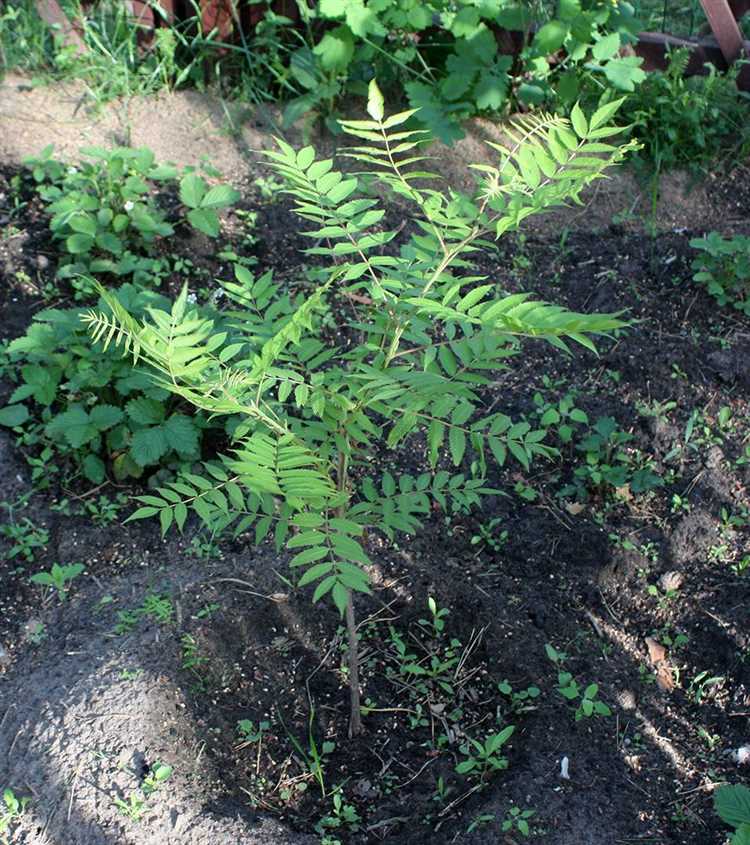 Наконец, в качестве декоративного кустарника можно использовать undefinedворонец кистевидный</strong> (Actaea racemosa). Листья у него многократно рассечённые, что делает их внешне похожими на рябиновые. Это растение теневыносливо, морозоустойчиво и подходит для выращивания в защищённых от ветра местах с увлажнённой почвой.»></p>
<h2>Особенности ухода за кустарниками с рябиновыми листьями в саду</h2>
<p><img decoding=
