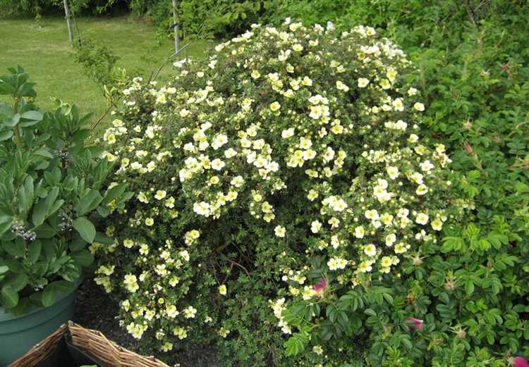 Как освещение влияет на цветение разных видов лапчатки