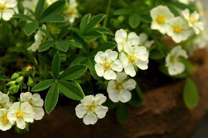 Можно ли сажать лапчатку на северной стороне участка