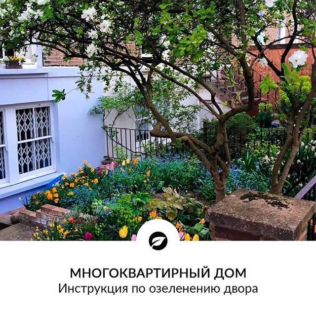 Как выбрать место для лапчатки в условиях плотной застройки