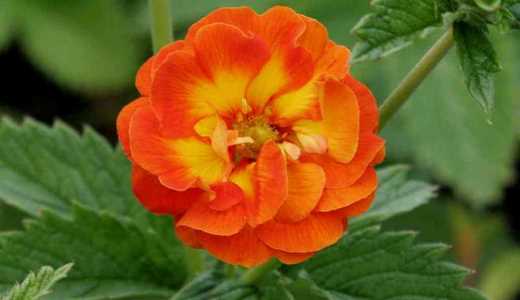 Лапчатка где сажать в тени или на солнце Лапчатка где сажать в тени или на солнце