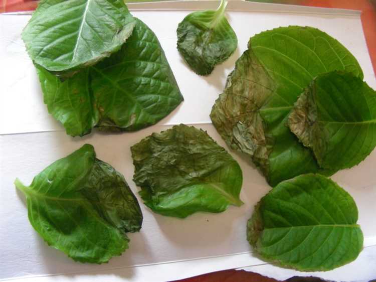 Когда и как подкармливать растение после повреждений морозом