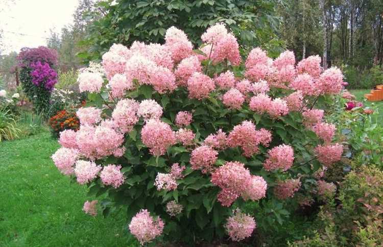 Как распознать морозобоины на побегах гортензии метельчатой