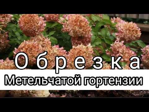 Морозобоины на гортензии метельчатой: что делать