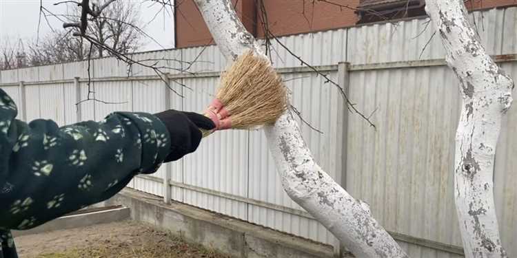 На какую высоту белить молодые деревья разного возраста