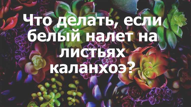 Как избежать повторного появления белого налета после очистки
