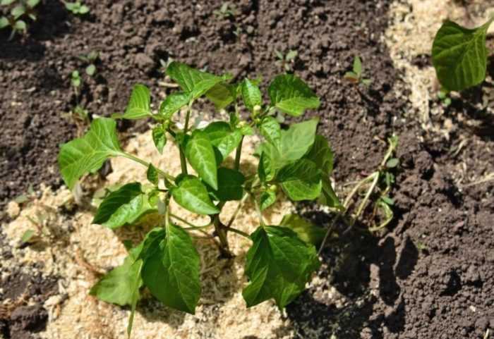 Какие культуры хорошо реагируют на удобрение из опилок