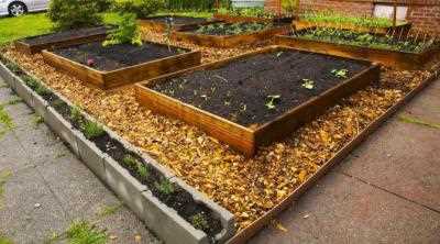 Опилки как удобрение для огорода как применять