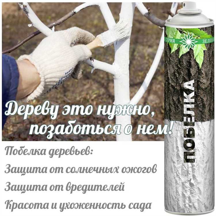 Когда нельзя белить деревья и почему