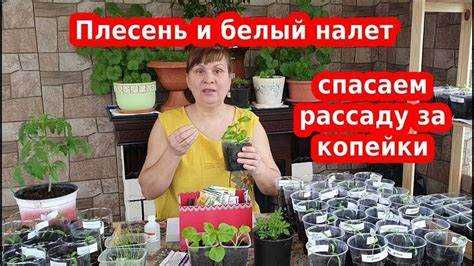 Как избыток удобрений провоцирует появление белого слоя
