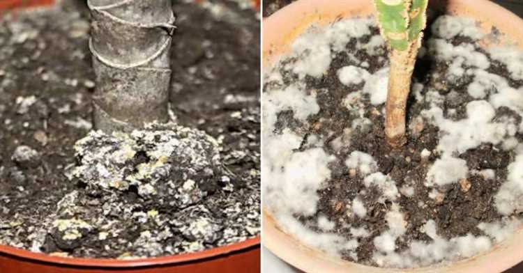 Роль жесткой воды и солевых отложений при поливе рассады