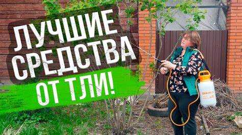 Порядок смешивания шампуня с водой для опрыскивания