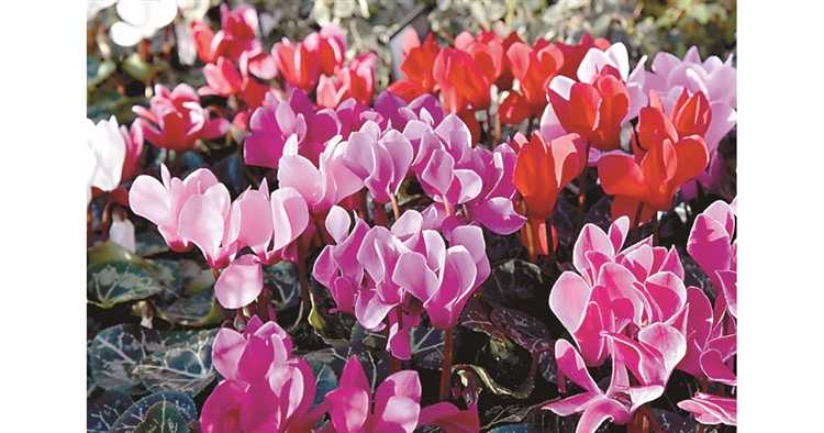 Лучшие многолетние цветы для плотного цветочного покрытия