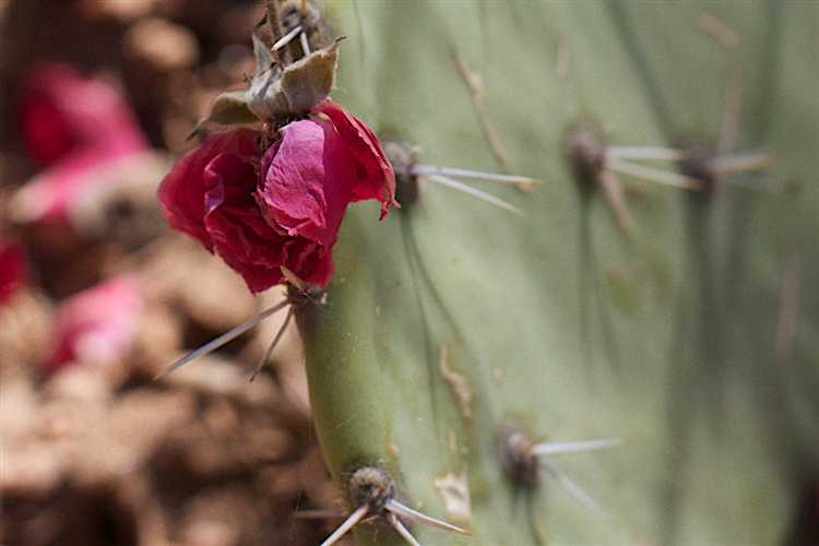 Однолетние растения для быстрого формирования цветочного ковра
