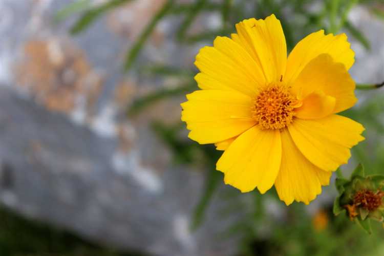 Как выбрать стелющиеся растения для создания цветочного ковра