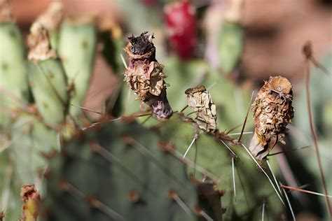 Цветы которые стелятся ковром фото и названия