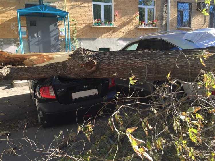 Что делать, если дерево упало на линию электропередач за пределами населённого пункта