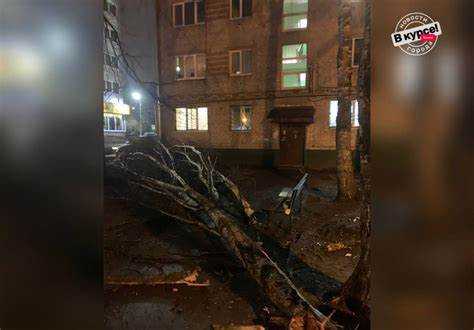 Когда и как обращаться в МЧС при падении дерева на провода