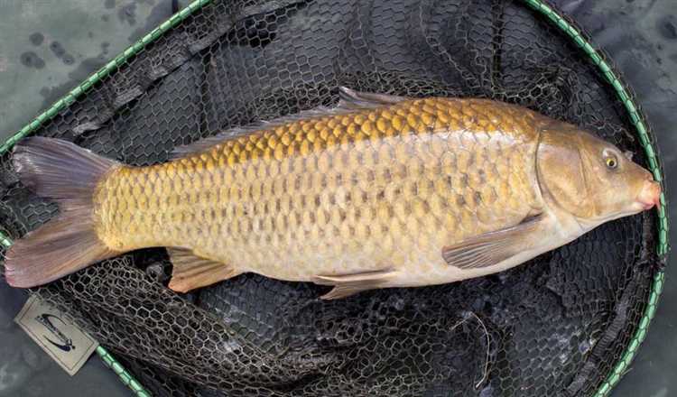 Практические методы подкормки мальков карпа в природных условиях