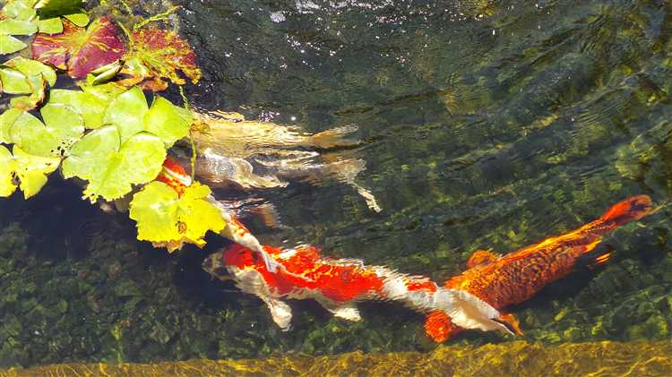 Особенности кормовой базы для мальков карпа в пруду