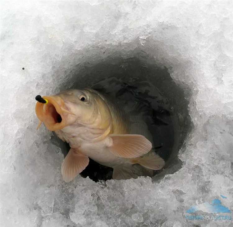 Какие натуральные корма предпочитают мальки карпа в разное время года