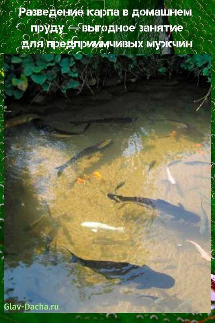 Влияние качества воды на доступность кормов для мальков карпа