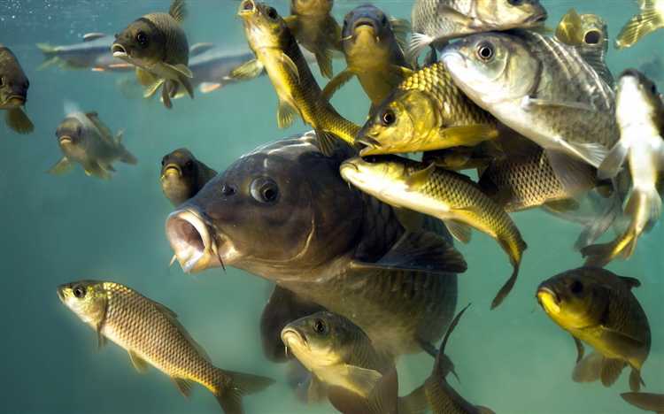 Как определить недостаток питания у мальков и его последствия