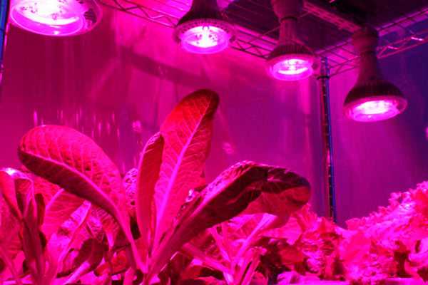 Какая температура свечения важна для роста рассады