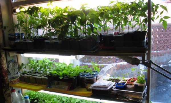 Чем подсветить рассаду в домашних условиях Чем подсветить рассаду в домашних условиях