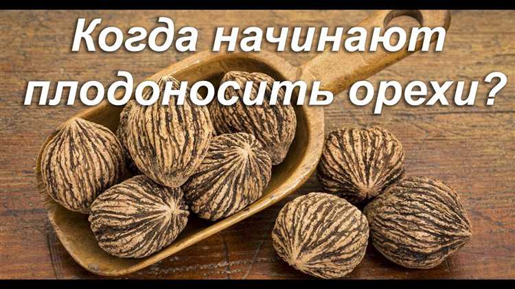 Различия в сроках плодоношения у различных видов и сортов кедра