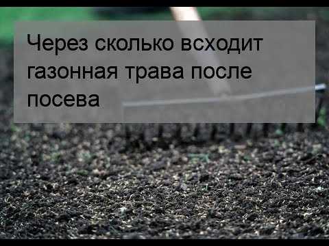 Признаки успешного всхода и что делать при задержке роста