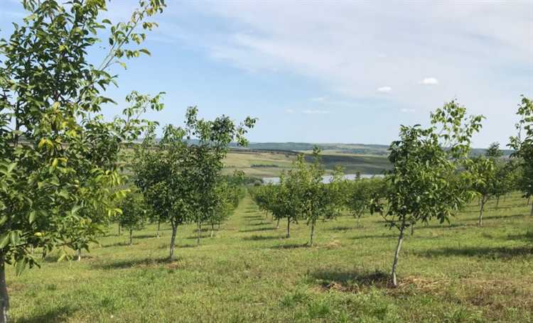 Где посадить грецкий орех на участке