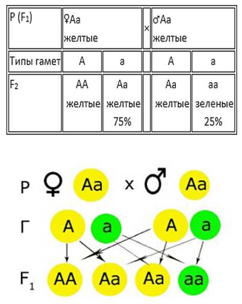 Как сказать 1 2 3 на тюркских языках: турецкий, узбекский, казахский