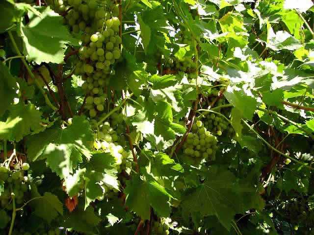 Устройство анкеров для фиксации проволоки