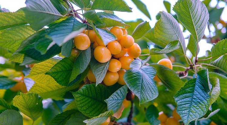 Сорта черешни, выдерживающие зимние морозы и весенние заморозки