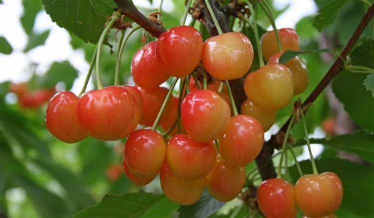 Насколько важен выбор опылителя при посадке черешни в Подмосковье