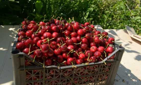 Какой вкус и размер ягод отмечают садоводы у популярных сортов