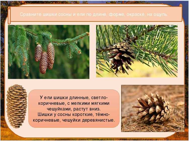 Какие почвенные условия необходимы для роста сосны